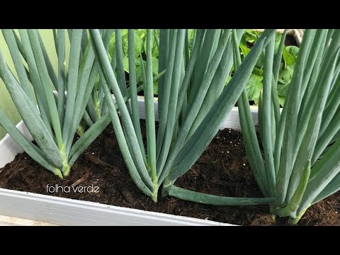 Como plantar cebolinha do jeito certo em vaso ou balde