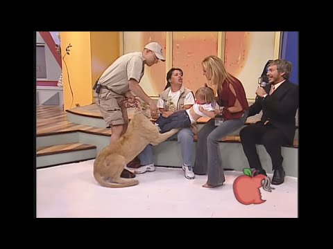 Lion attacks toddler on mexican tv show.