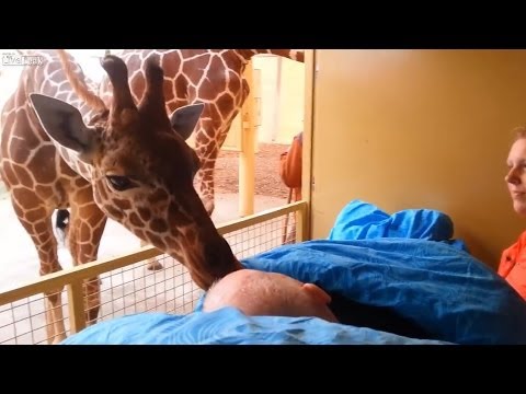 Dying Zoo Worker Gets Goodbye Kiss From Giraffe | NEW Footage