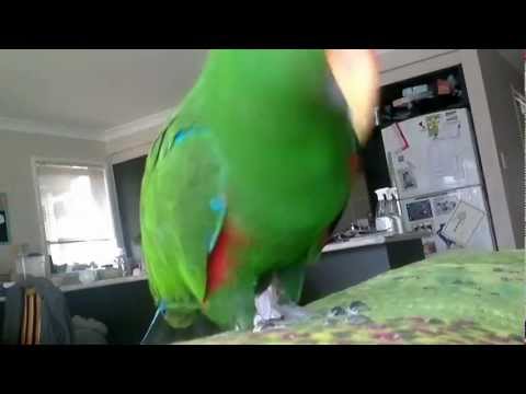 Milo the Eclectus Parrot - Sexy and he knows it.
