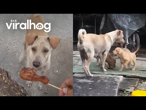 Mama Dog Begs, Brings Food Back to Pups || ViralHog