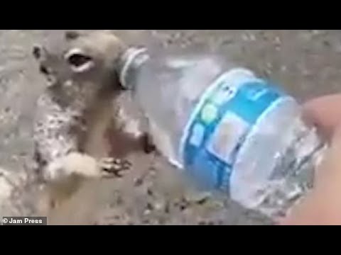 Astonishing moment thirsty squirrel BEGS a child for water - and then finishes off the bottle