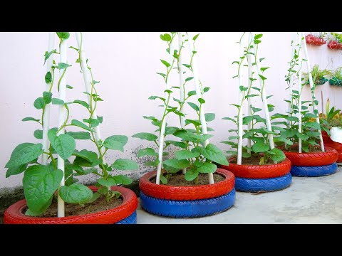 Recycle Old Tires to Grow Vegetables at Home for Everyone | T&V Home Garden