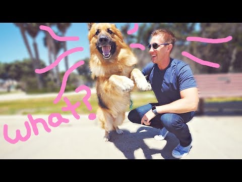 Homeless German Shepherd Dog Screams Like a Person When He Sees Ocean First Time! (Amazing Reaction)