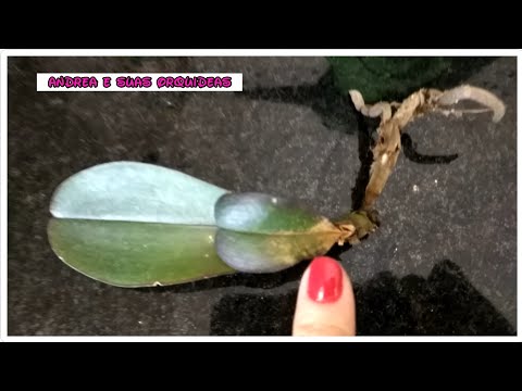 Salvando orquídea sem raiz