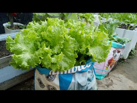 Como plantar alface em sacos plásticos