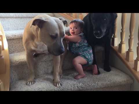 Dog won't let baby pass