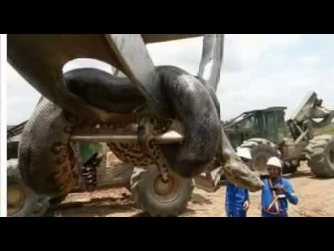 Cobra Gigante de 400 Kg, medindo 10 metros é encontrada na obra de Belo Monte, Brasil.