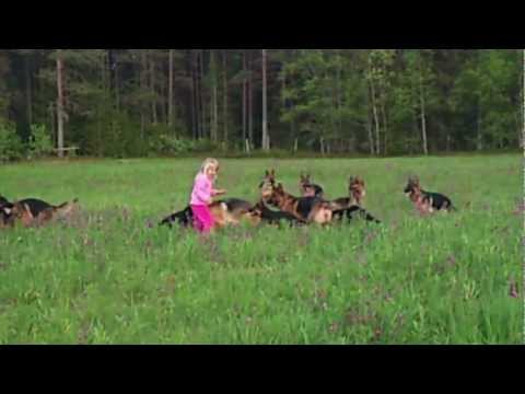 Litle girl 5 years playing with 14 german shepherds.