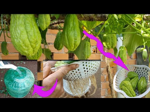 The best way to grow chayote at home