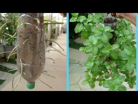Como plantar hortelã na garrafa pet