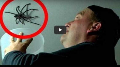 O pai vê uma aranha gigante no teto e faz a pior coisa possível. O resultado? OMG!!