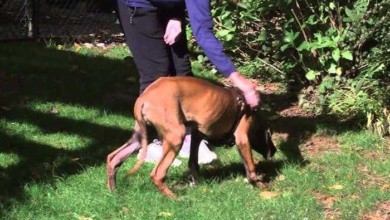Vídeo mostra cão que foi criado em jaula andando na grama pela primeira vez