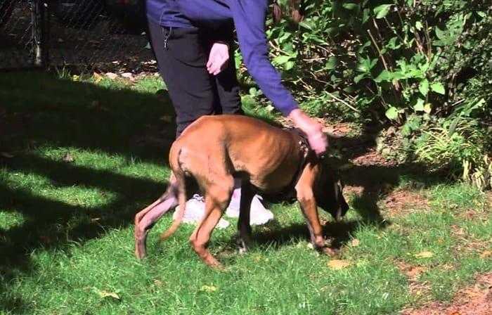 Vídeo mostra cão que foi criado em jaula andando na grama pela primeira vez
