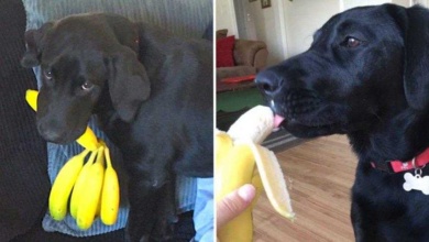 Este simpático cachorro é simplesmente obcecado por bananas
