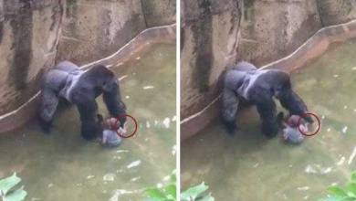 Novo vídeo de gorila que foi morto em zoológico divide opiniões rd
