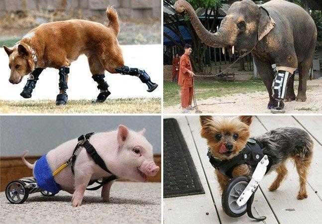 10 Animais com próteses que vão restaurar sua fé na humanidade fs