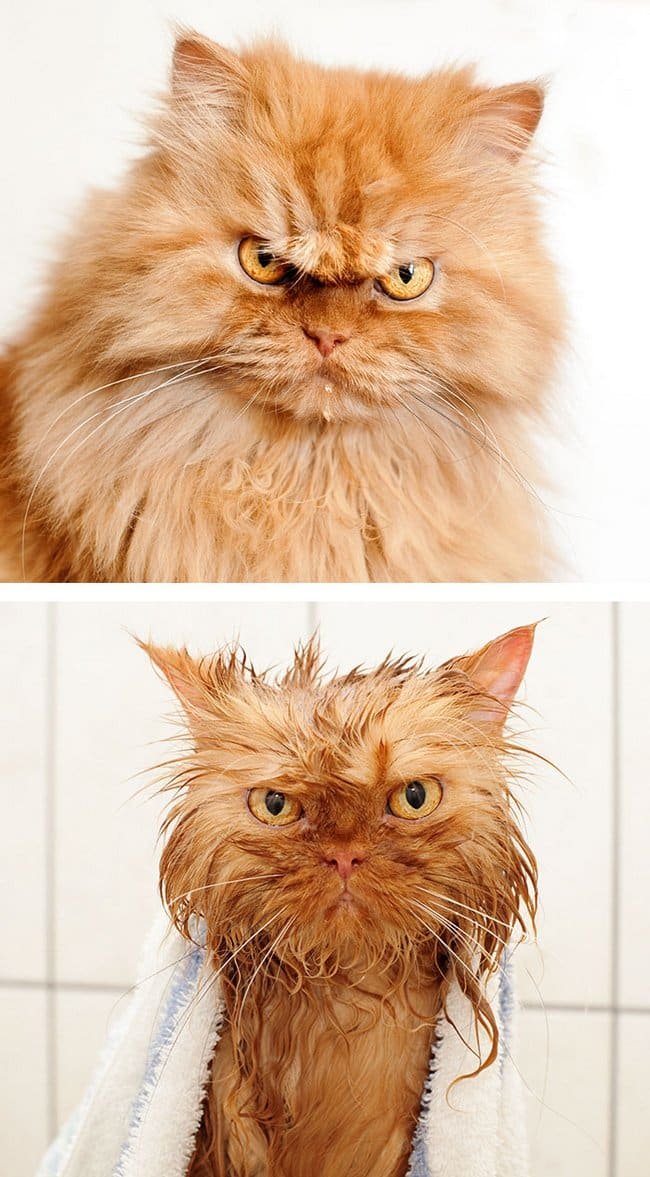 21 Fotos reveladoras de animais antes e durante o banho