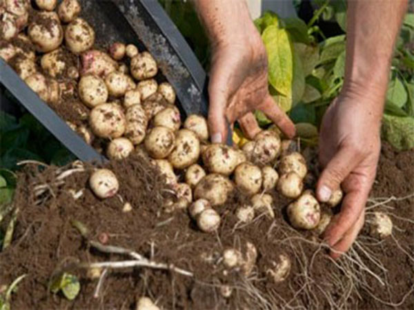 como-plantar-batatas-em-baldes