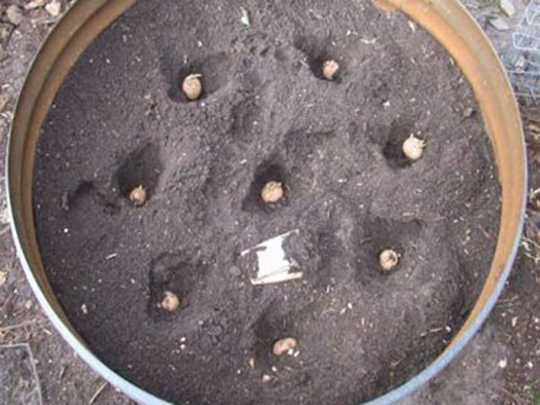 plantar-batatas-em-baldes