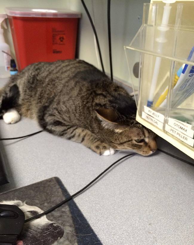 15-25-gatos-devastados-ao-descobrirem-que-estao-no-veterinario