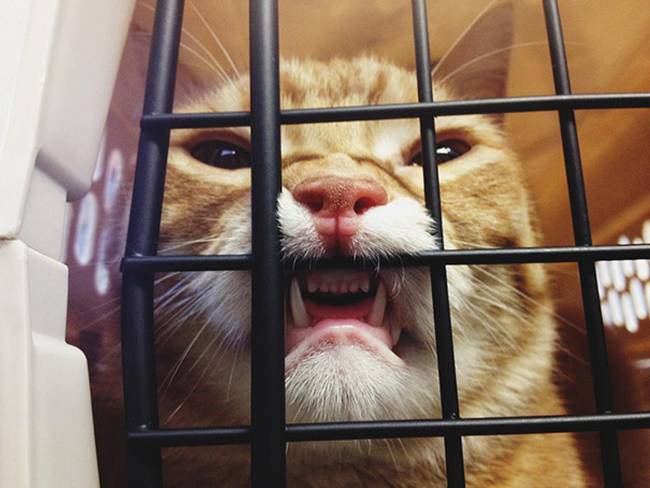 19-25-gatos-devastados-ao-descobrirem-que-estao-no-veterinario