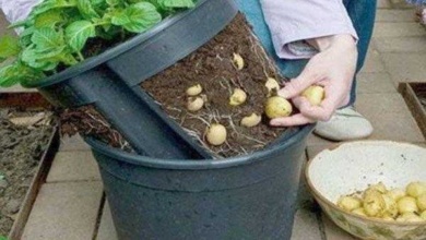 Como plantar batatas em baldes