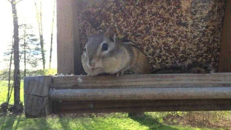 O pequeno esquilo foi pego roubando, veja como ele reage… IMPAGÁVEL
