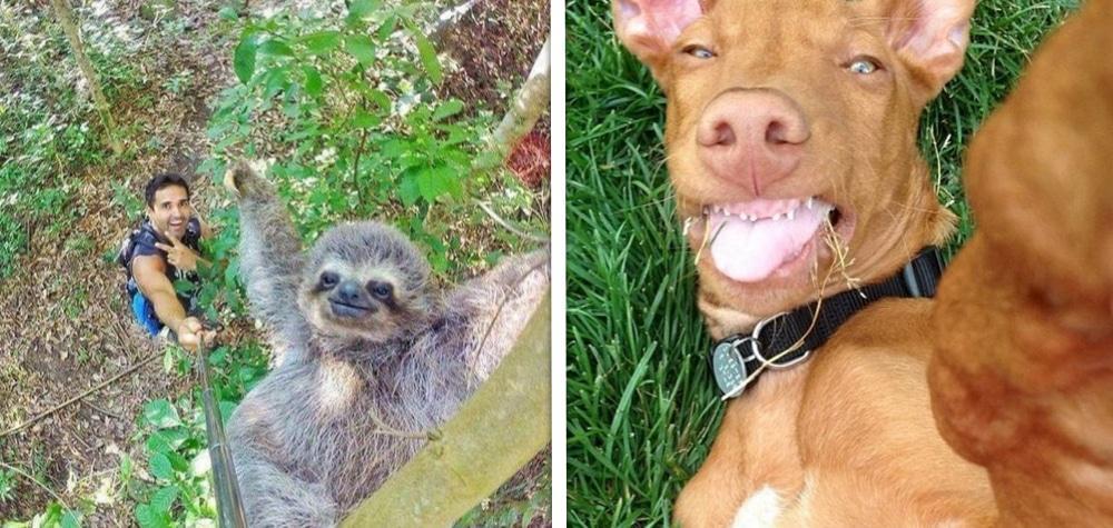 Veja 15 animais que fazem selfies melhores que você