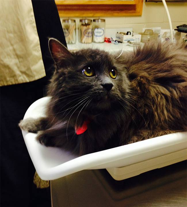 25 Gatos assustados ao descobrirem que estão no veterinário