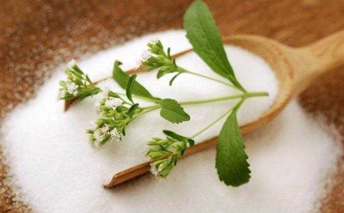 Aprenda a cultivar stevia em casa