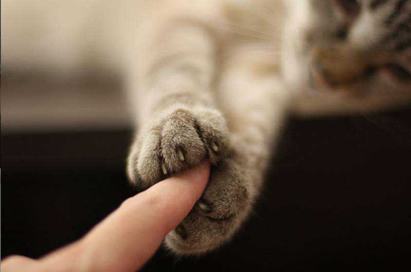 Momento tocante mostra foto de gato segurando mão de dono minutos antes de sua morte.