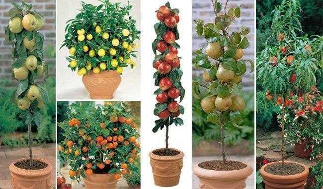 Como cultivar árvores frutíferas em vasos