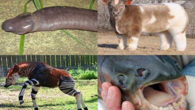 21 animais que você não sabia que existiam