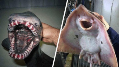 14 Criaturas BIZARRAS capturadas por pescadores russos