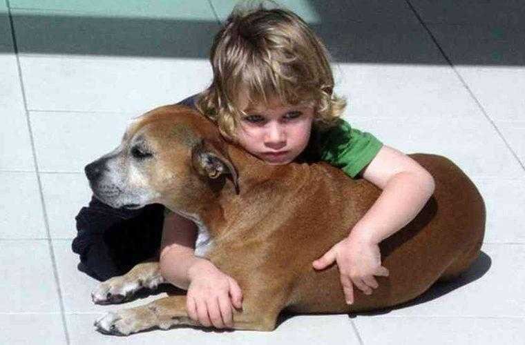 Veterinário sedou cão com câncer – as últimas palavras do menino comove o mundo d