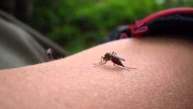 7 razões por que os mosquitos só picam você!
