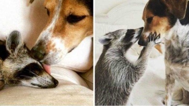 15 fotos do antes e depois de animais que cresceram juntos