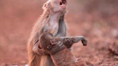 Macaca é fotografada abraçando filhote doente e comove a internet