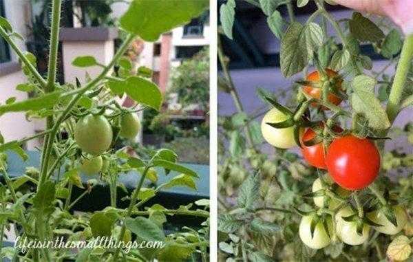 Como plantar tomates de maneira a obter melhores resultados!
