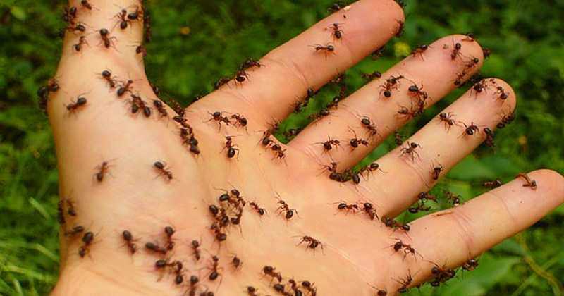 Mistura caseira para eliminar formigas de uma vez por todas