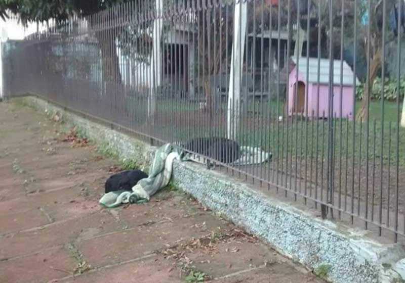 Cadela divide cobertor pela cerca com cão de rua, no frio