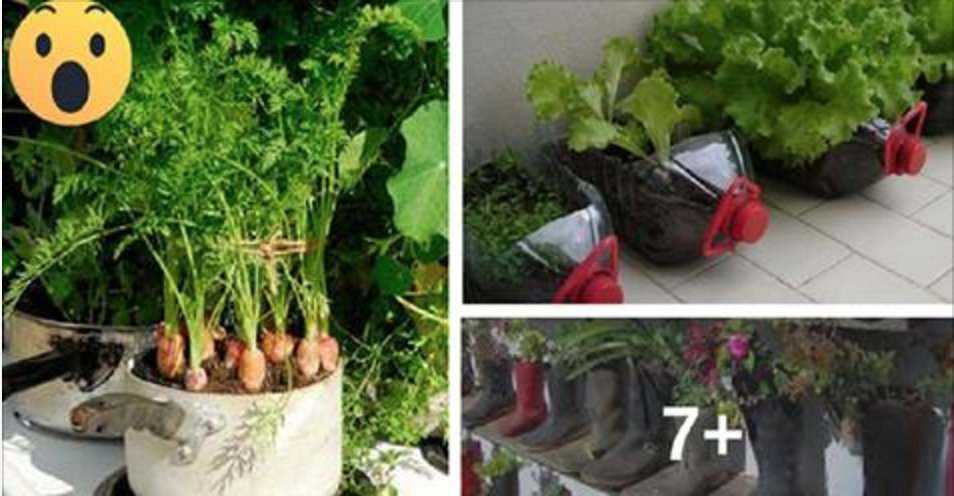 Economize com verduras… Aqui lhe ensinamos como cultivá-las na sua própria casa sem nenhum agrotóxico!