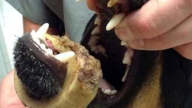 Veterinários alertam donos de cães para os perigos dos ossos