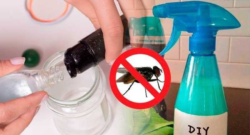 Misture estes ingredientes, aplique na sua casa e adeus moscas para sempre 1