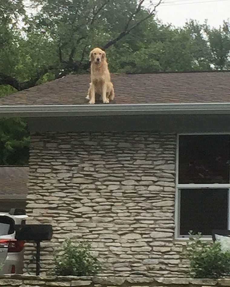Família faz cartaz explicando por que seu cão está no telhado, e ele está se tornando viral na internet