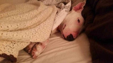 A reação de uma cadela resgatada desfrutando de uma cama pela primeira vez