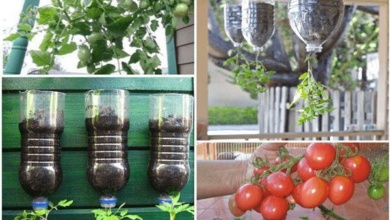 Como plantar tomate em garrafa pet es