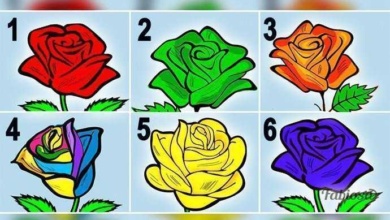 Escolha a rosa que mais te agrada e segredos sobre a sua personalidade serão revelados d