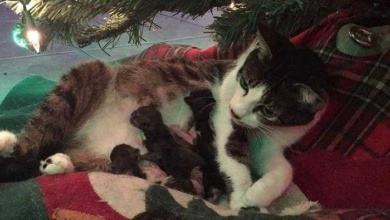 Gata grávida tem seus filhotes sob a árvore de natal da família fr